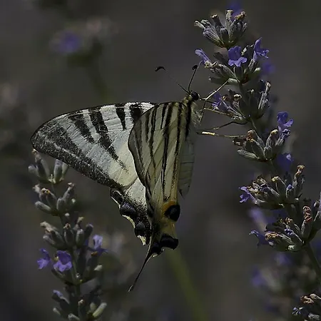 Il Vagabondo Фермерский дом Buttrio
